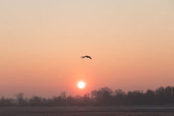 wild birds flying at sunny day at the river side in the winter time 