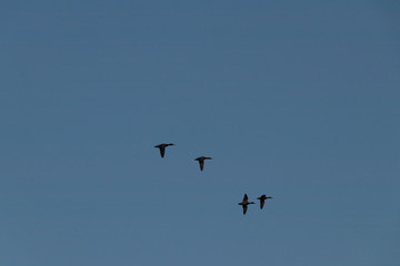 wild birds flying at sunny day at the river side in the winter time 