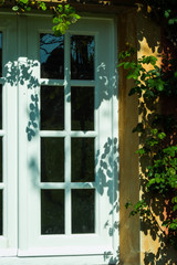 finestra con pianta rampicante