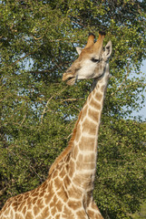 Giraffa, Kruger National Park © foto4440