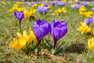 Spring crocus flowers blooming in the park,