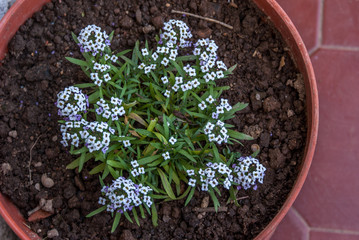 Springtime