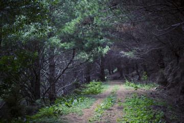 Quiet Path