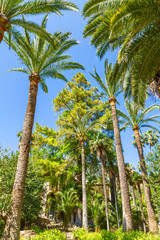 Obraz premium Alfabia nature park on Tranountana mountais in Mallorca. High Palm trees in blue sky. Mallorca, Balearic Islands, Spain. Travel destination concept