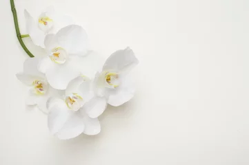 Foto auf Leinwand romantischer Zweig der weißen Orchidee © sacura14