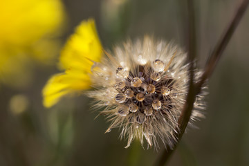 Dewdrop Dandelion Puff