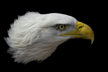 Bald Eagle on Black