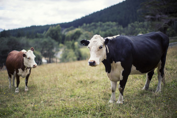 Curious Cows