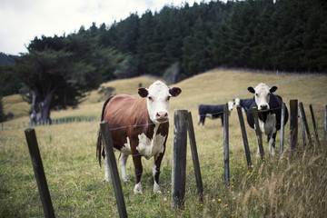 Curious Cows