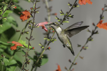 Loving the Nectar