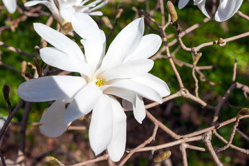 large white magnolia flower