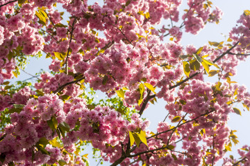 a Couple of pink cherry blossoms in front of light blue sky
