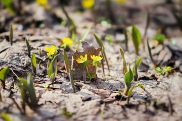 First spring flowers. Flowering of yellow Eranthis, last year's foliage. Selective focus, spring background