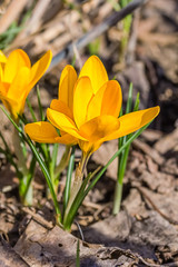 Yellow crocuses close-up among last year's leaves