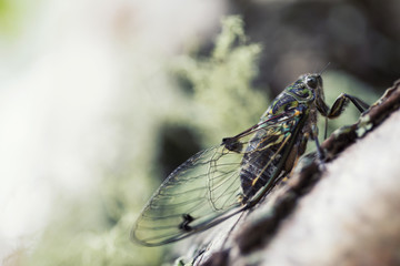Cicada