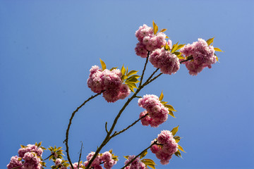Pink Cherry Blossoms in front of blue sky