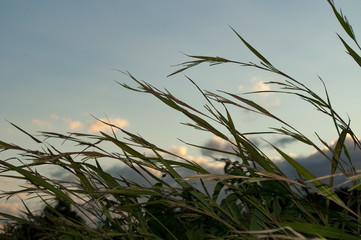 Fototapeta premium Nature