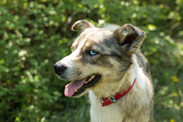 German hunting watchdog drahthaar, beautiful dog portrait in summer	