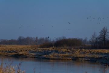 Obraz na płótnie Canvas a herd of wild birds flying against a blue cloud over rusty, spring fields