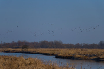  a herd of wild birds flying against a blue cloud over rusty, spring fields