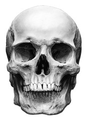 Obraz premium Highly Detailed Hand Drawn Anatomically Correct Human Male Skull