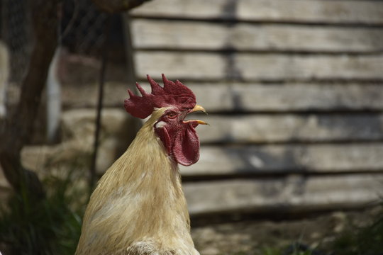 Gallo, gallina, gallinas, campan al aire libre, Gallus gallus, domesticus