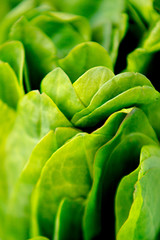 Obraz premium Close up texture background of fresh green leaves of sorrel