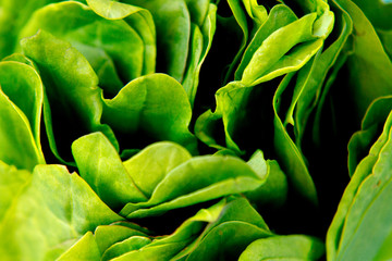 Close up texture background of fresh green leaves of sorrel