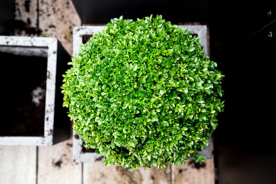 New buxus plant in pot