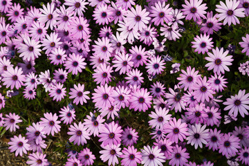 gazania longiscapa flowers