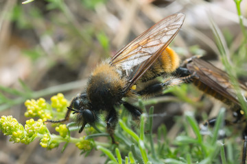Mating robberflies, Laphria flava, macro photo