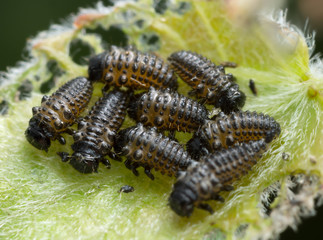 Macro photo of leaf beetle, Chrysomelidae larvae feeding on leaf