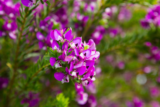 polygala myrtifolia flowers