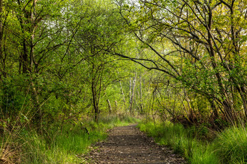 Fototapeta premium Dirt road pathway in Lagoas de Bertiandos