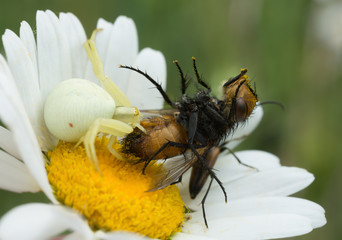 Goldenrod crab spider, Misumena vatia feeding on caught fly