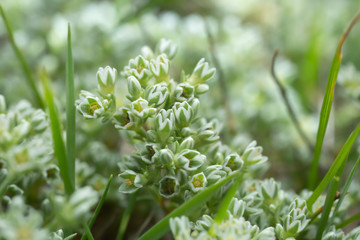 Closeup of  perennial knawel, Scleranthus perennis growing in sandy environment
