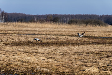 wild cranes walking through the rusted meadow and backwaters on a cool, sunny spring day