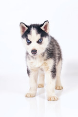 Adorable black and white Siberian Husky puppy with blue eyes standing indoors on a white background