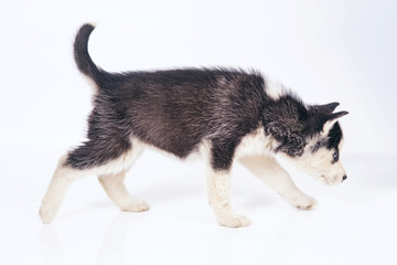 Adorable black and white Siberian Husky puppy with blue eyes walking indoors on a white background