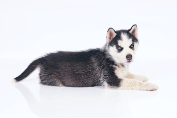 Adorable black and white Siberian Husky puppy with blue eyes lying down indoors on a white background