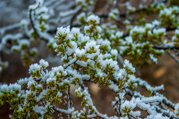 Ramas cubiertas de hielo