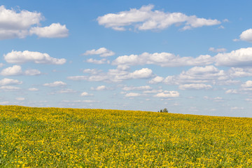 Obraz premium Spring landscape with yellow field dandelions flowers and blue sky with clouds