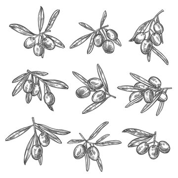 Vector olives bunch sketch icons