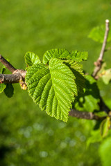 salzburg, hellbrunn, sommer