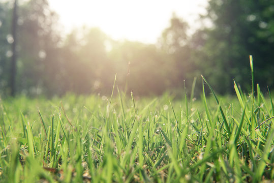 Grass Foreground With Sunlight