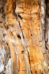 Vertical yellow-brown texture of a rotten stump..