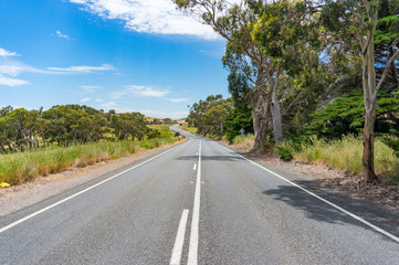 Fototapeta na wymiar Countryside road with eucalyptus on sunny day