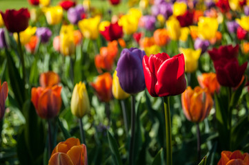 Obraz premium Salzburg, Hellbrunn, Salburg, natur, fremdenverkehr