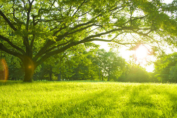 Tree sunlight