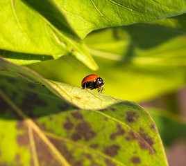 Small Ladybug